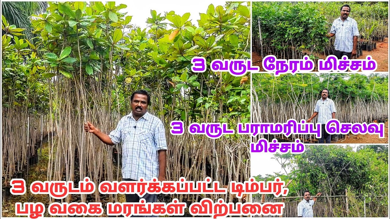 இந்த மரங்களை வாங்கினாள் 3 வருட காலம் மிச்சம்/ அனைத்து நாட்டு டிம்பர், பழவகை மரங்கள் உண்டு