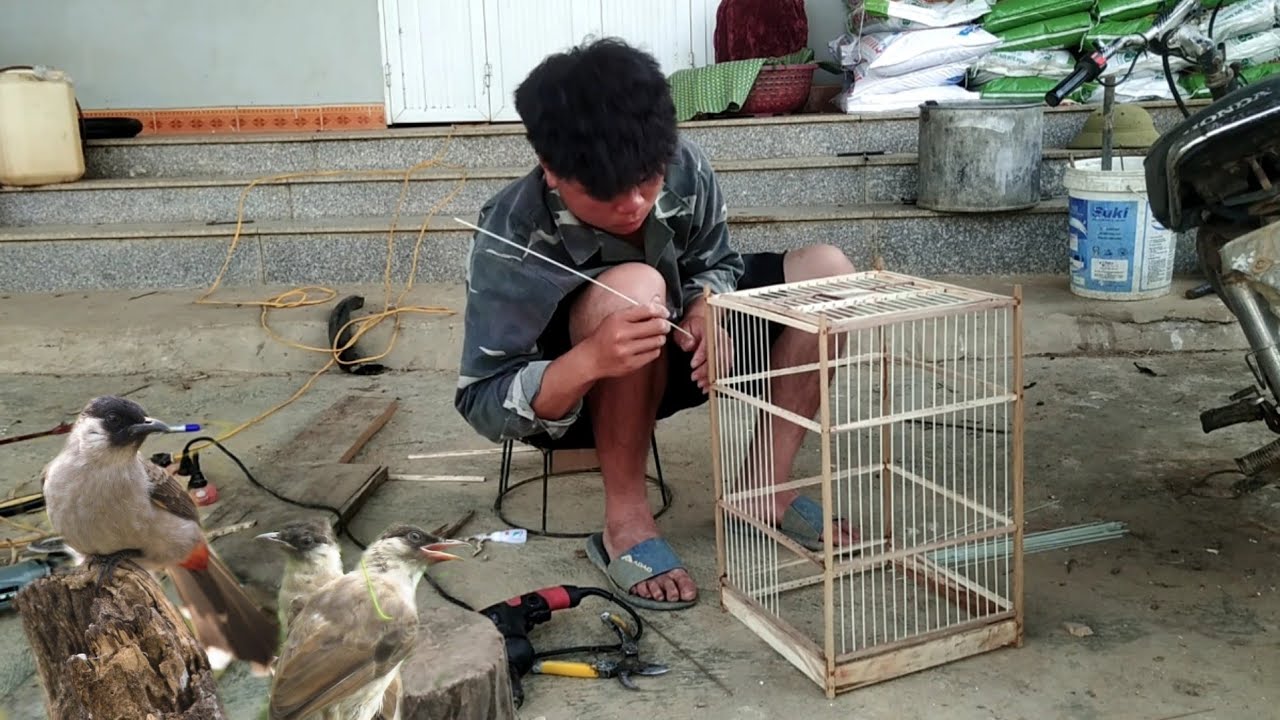 Mào Bông Đã Có Bạn Làm Lồng Chim Bằng Gỗ Đơn Giản | Dân Tộc Tây Bắc Tv