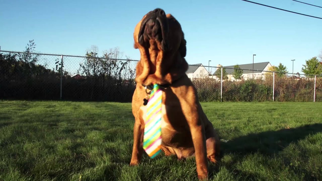 Milton's Story - Touching and Inspiring Transformation of Abused Dog from Chicago (GOES VIRAL)