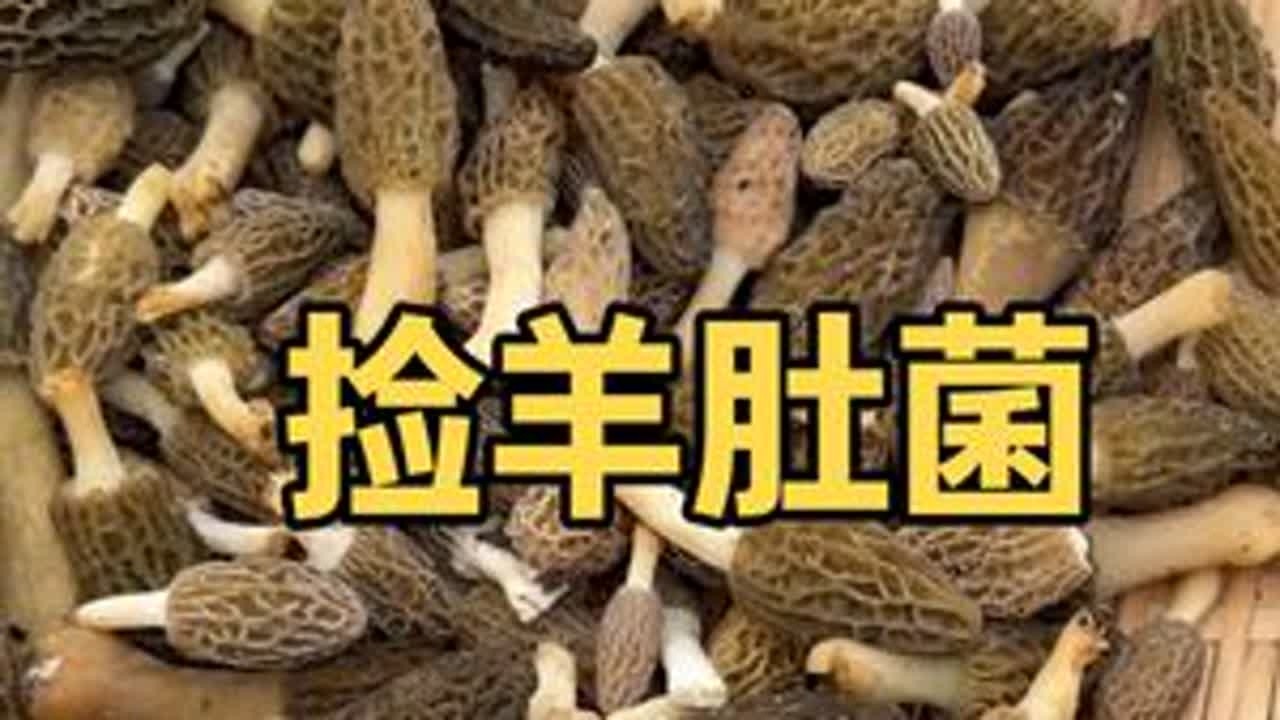 又到捡羊肚菌的季节了！ 羊肚菌虽好，就是有点费鸡#上山打野的乐趣 #记录农村真实生活