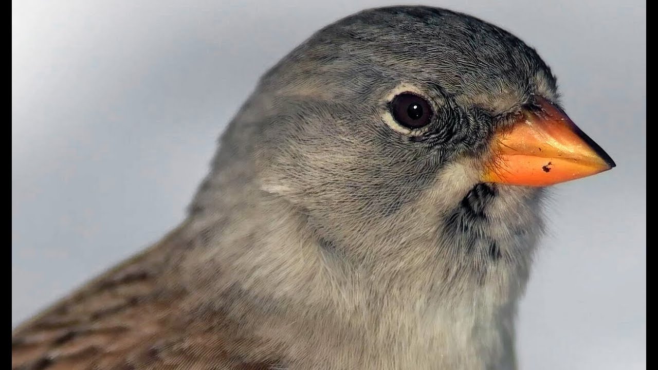 pěnkav&aacute;k sněžn&yacute; | White-winged Snowfinch | Montifringilla nivalis