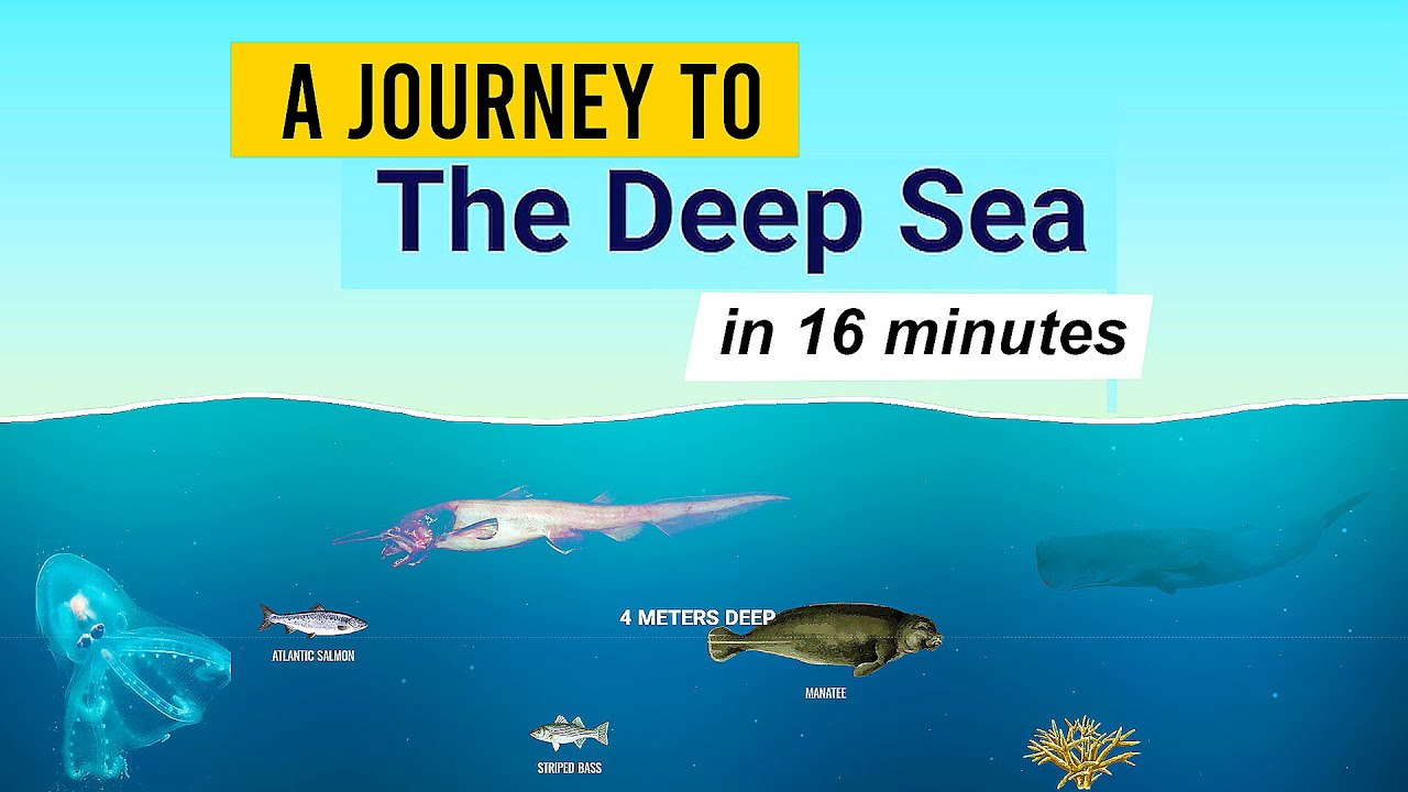 A Journey to THE DEEP SEA by Neal Agarwal | Neal.fun