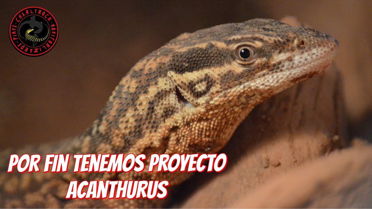 POR FIN!!! ENCONTRAMOS PAREJA DE ACANTHURUS!!!