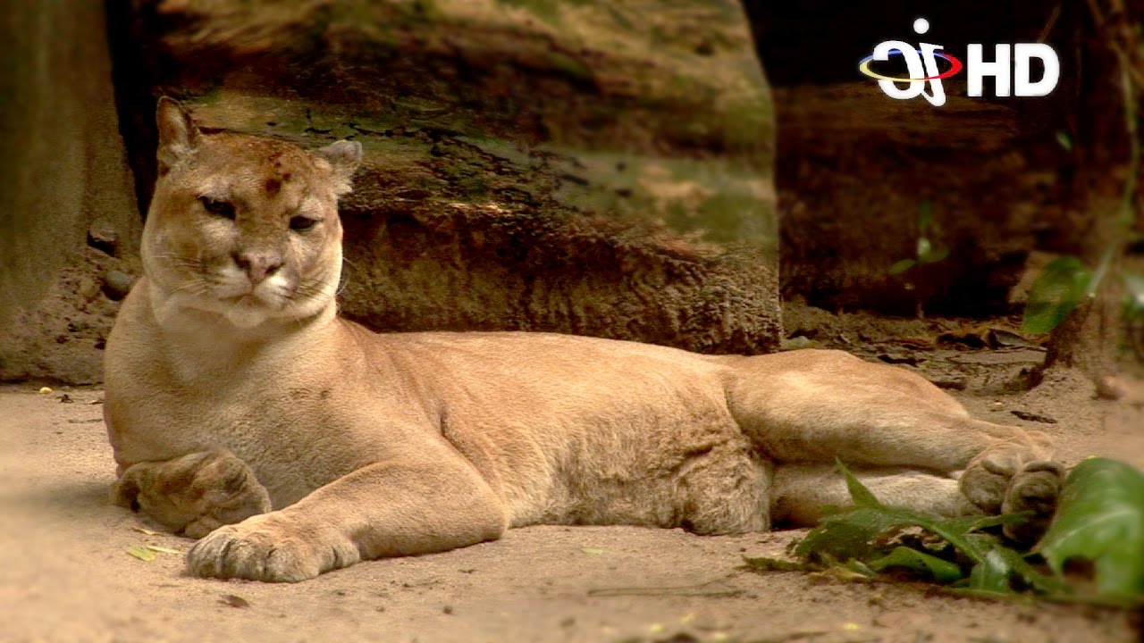 Zoológico de Barranquila