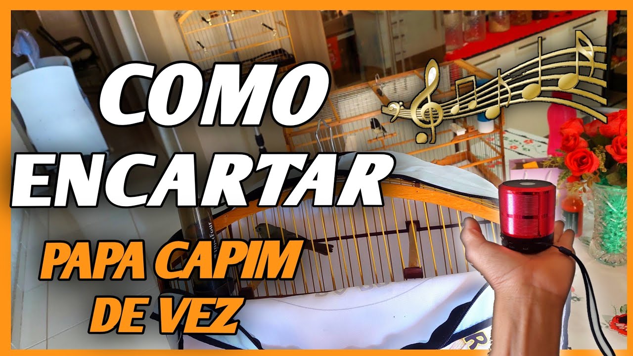 como ensinar papa capim cantar tui tui ( pardo ou preto) DE UMA VEZ POR TODAS