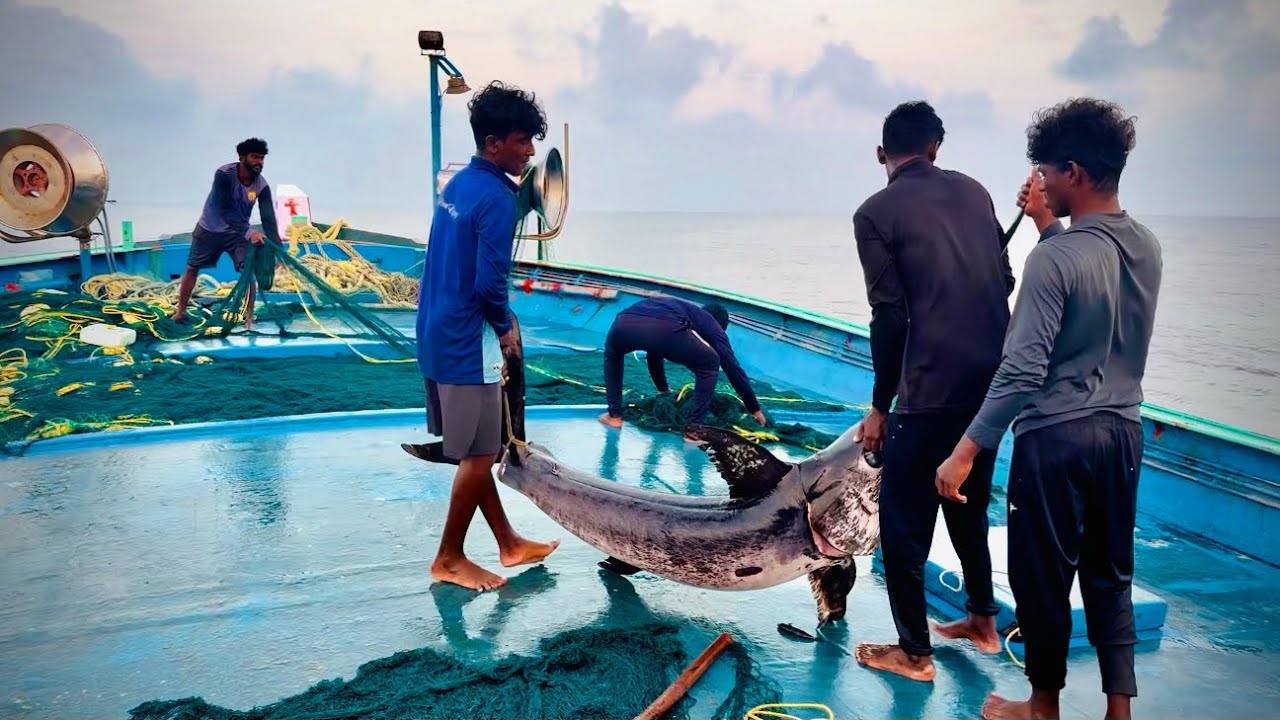 Amazing‼️Day-8 We Catch Tons Of Sword Fishes | Deep Sea Gillnet Boat | Vlog-8 |