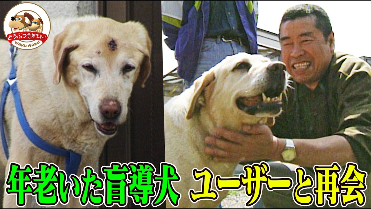 【深い絆】引退した盲導犬サチとかつてのユーザーが再会！サチの反応は…【小島一慶ナレーション復刻版】【どうぶつ奇想天外／WAKUWAKU】