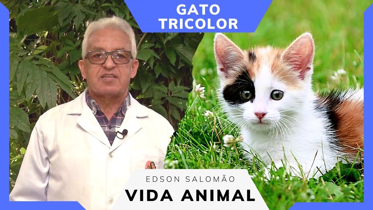 Vida Animal: as peculiaridades do gato tricolor