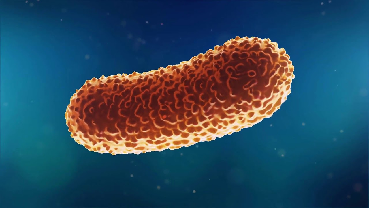 Was ist bakterielle Kontamination?