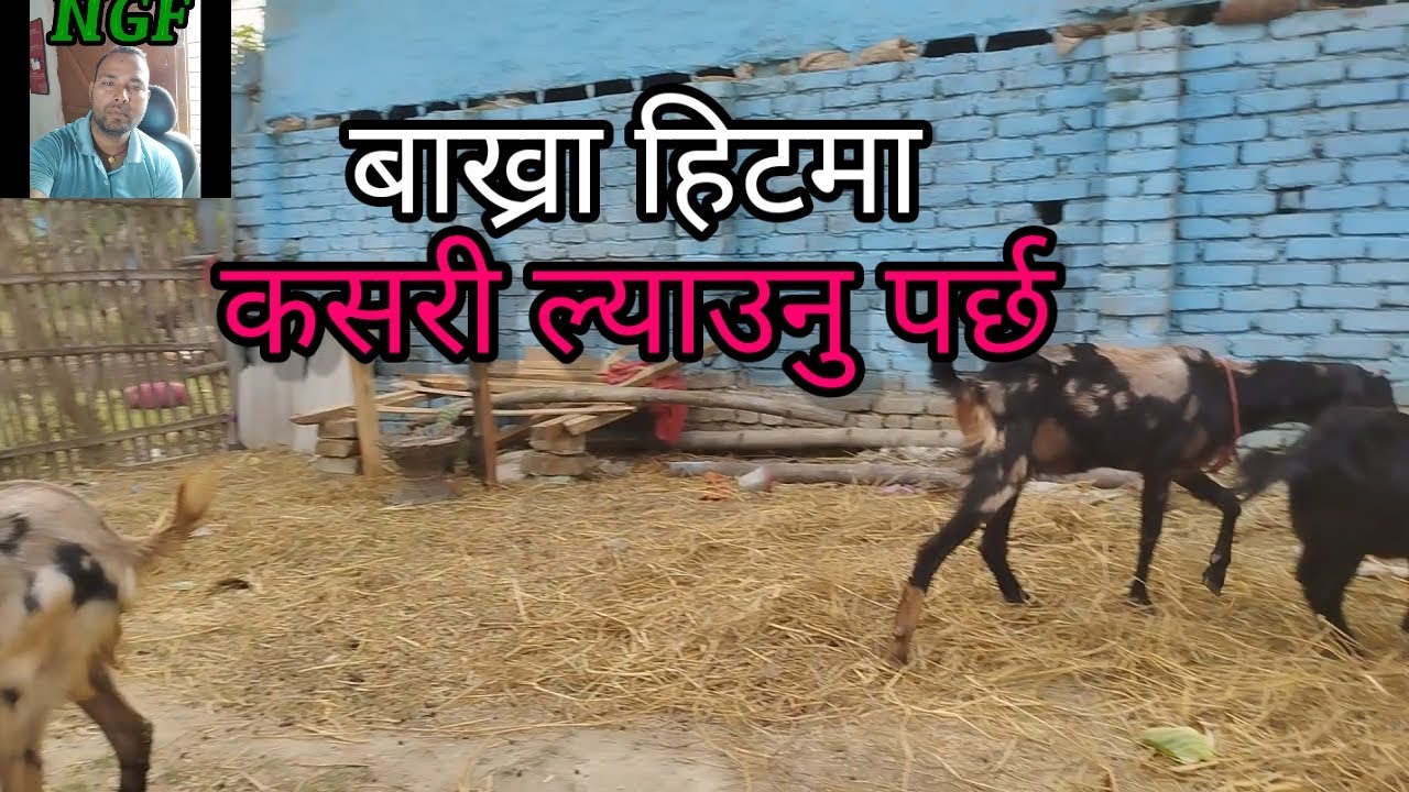 bakhra lai heat ma kasri lyaune? ngf