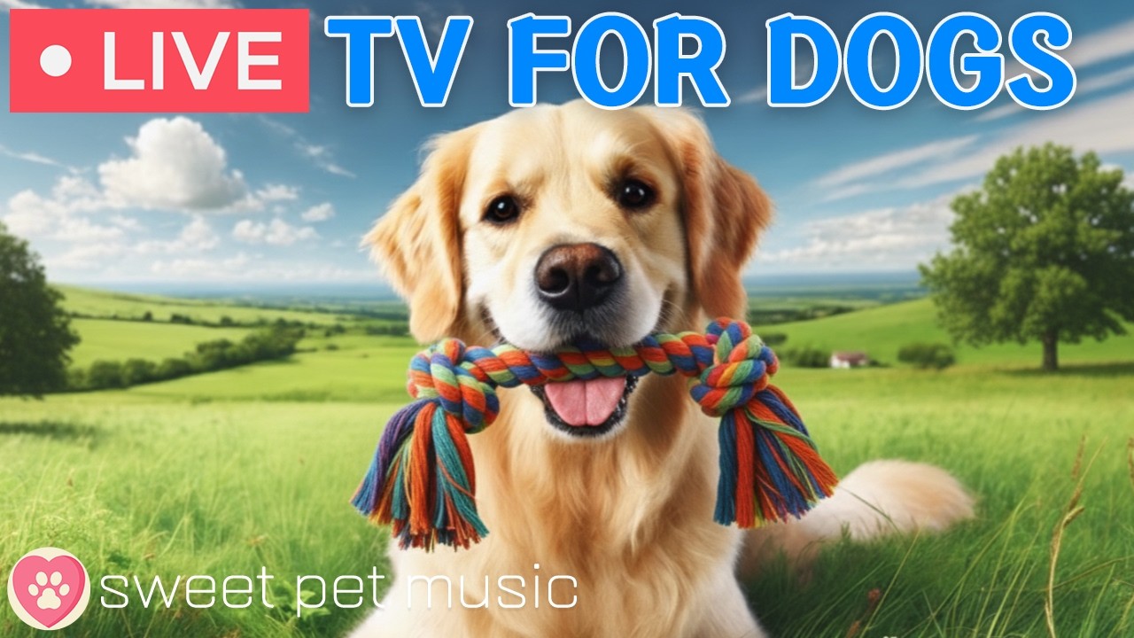 🔴24 Hours of Dog TV🎵🐶Calming Music for Dog Sleep🐾🩷Soothing Music for Dog Anxiety and Stress Relief