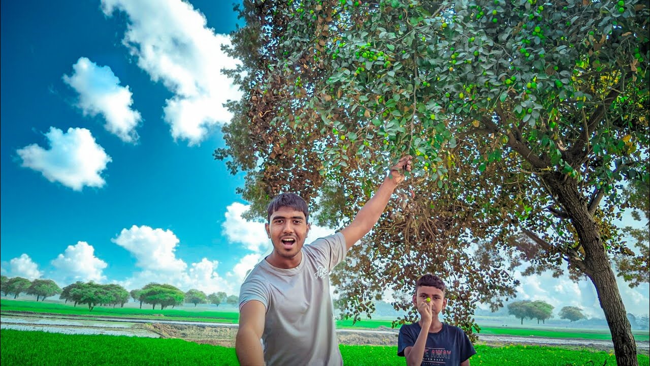 ছোট্ট গাছটার কুল খুব মিষ্টি 🤤।