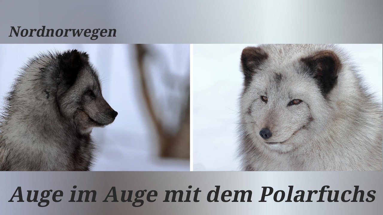Norwegen - Der Norden - Dem Polarfuchs hautnah