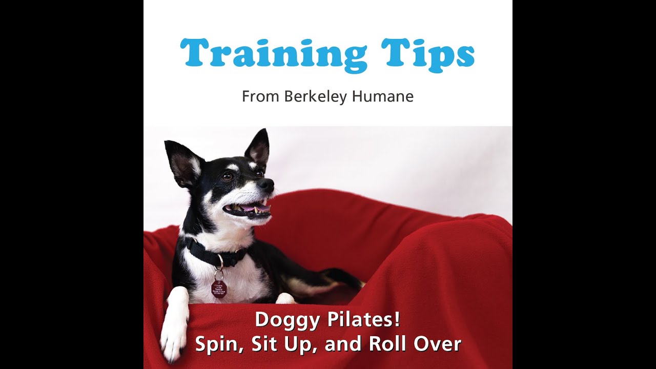 Training Tips: Doggie Pilates! Spin, Sit Up, and Roll Over
