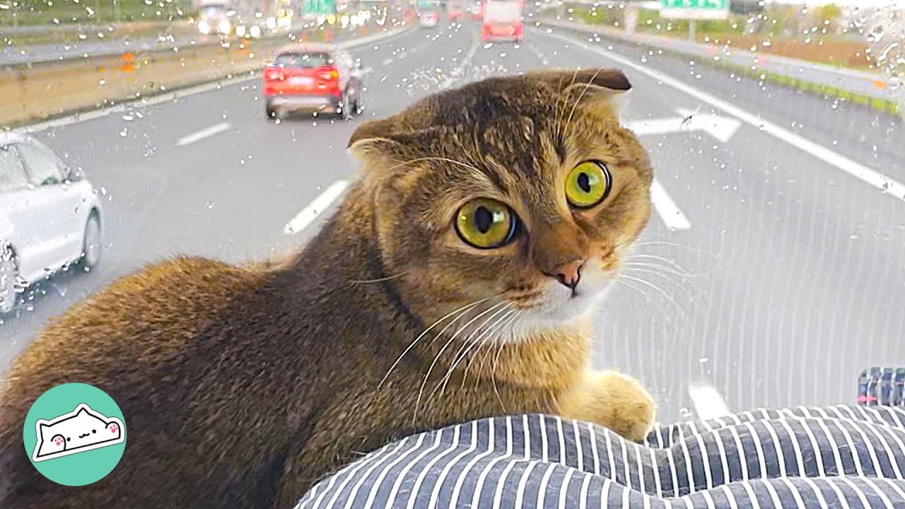 Cat Joins Truck Driver Working Across Europe. Just Chills by Windshield | Cuddle Cats