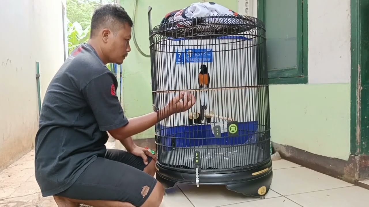 MURAI BATU JINAK ‼️  karakter nya  gampang birahi - gampang emosi