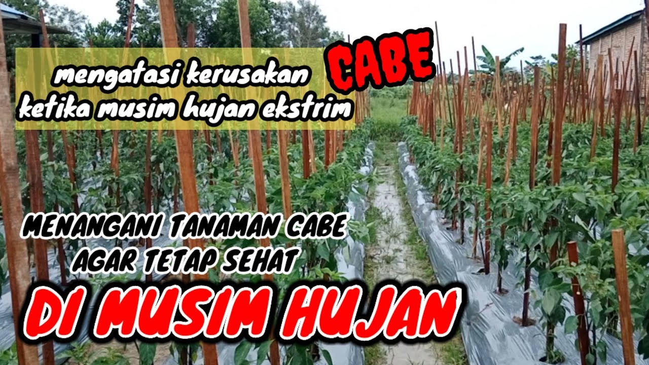 perawatan cabe di musim hujan ekstrim,