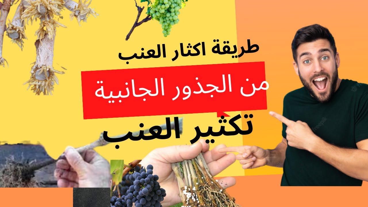 اكثار العنب من الأغصان الجانبية . استنساخ شجرة العنب!