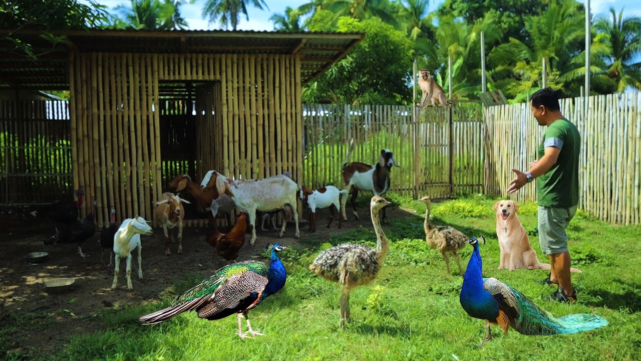 Watch what happens when I let my pet Ostrich out for the first time! Update on our Parakeet Aviary!