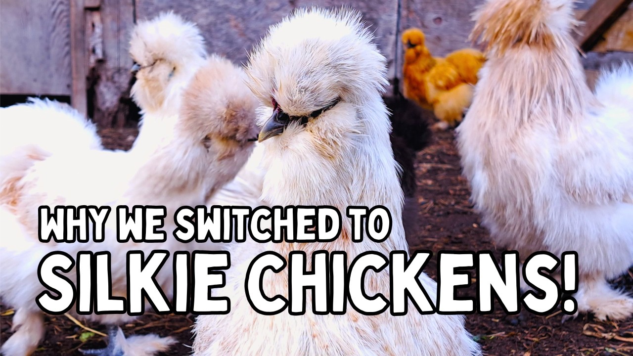 Raising SILKIE CHICKENS: Why We Now Raise BANTAM Chickens On Our Homestead