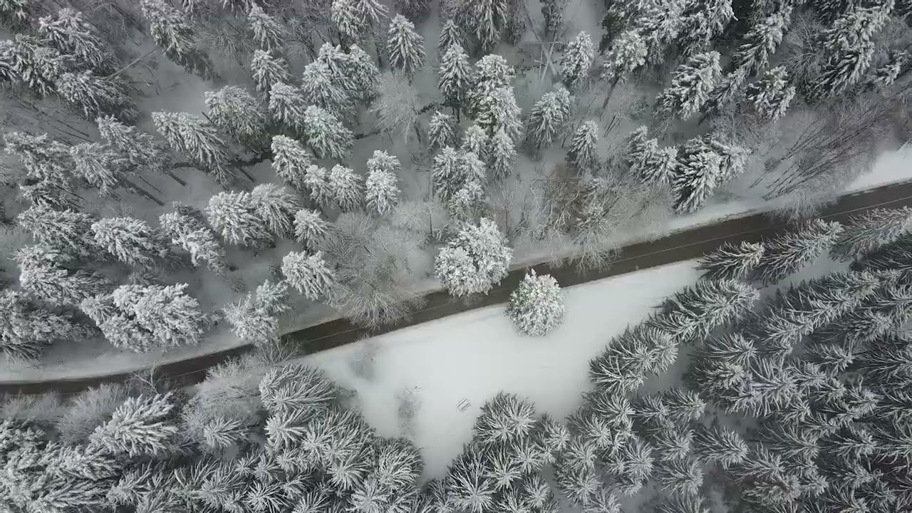 Winter Forest in Nacionalni park Kozara