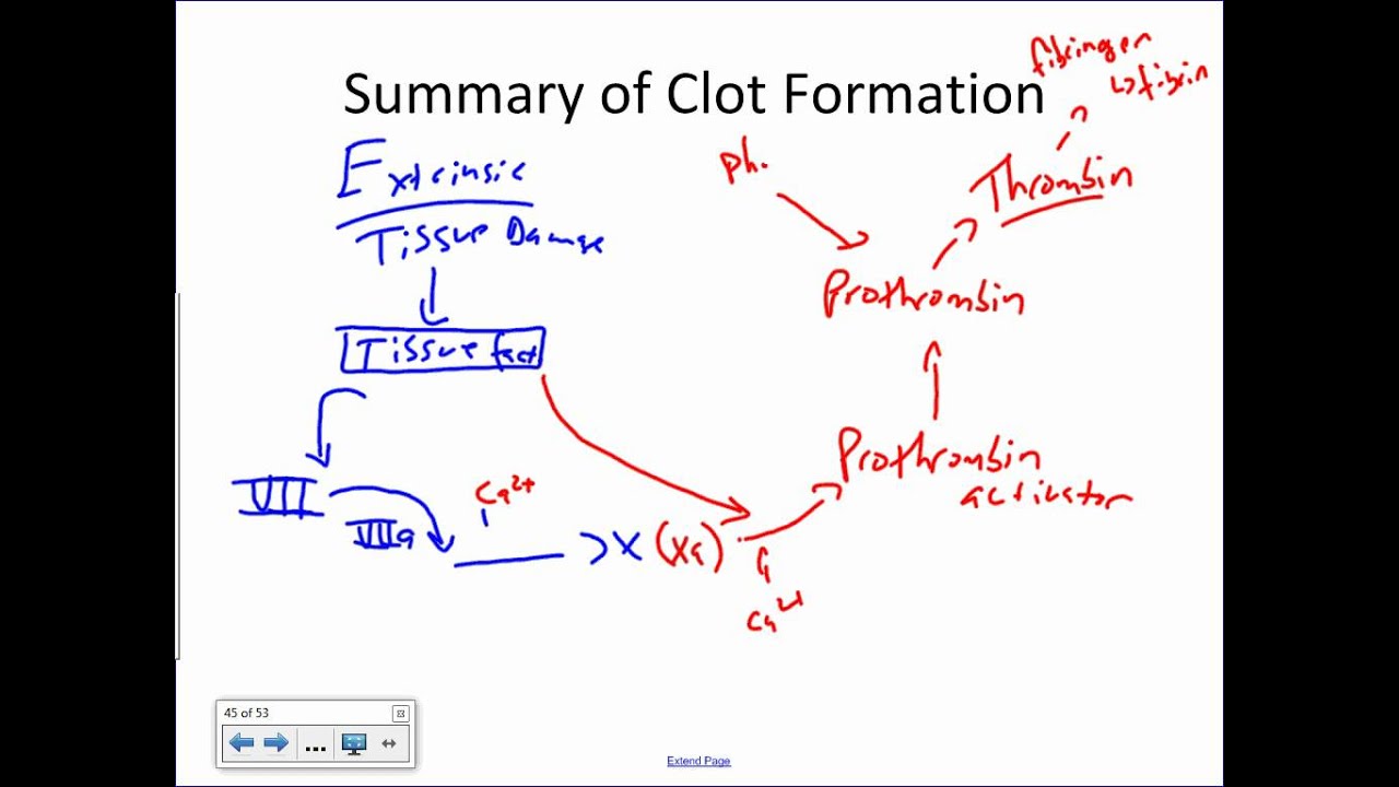 Platelets and Hemostasis.wmv