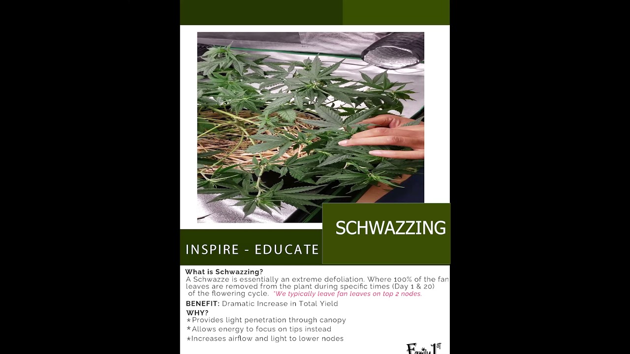 Growing Cannabis Organically: Schwazzing&nbsp;