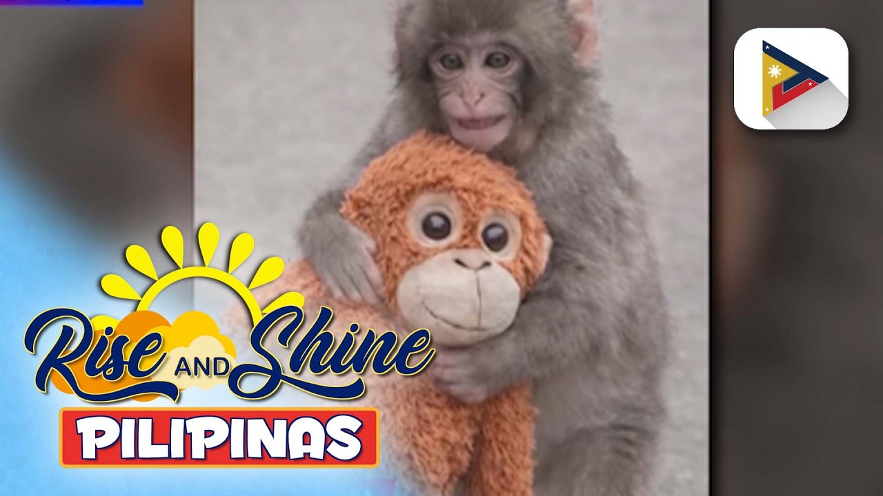 Batang unggoy na si ‘Punch’ sa Japan, viral dahil sa yakap-yakap niyang stuffed toy