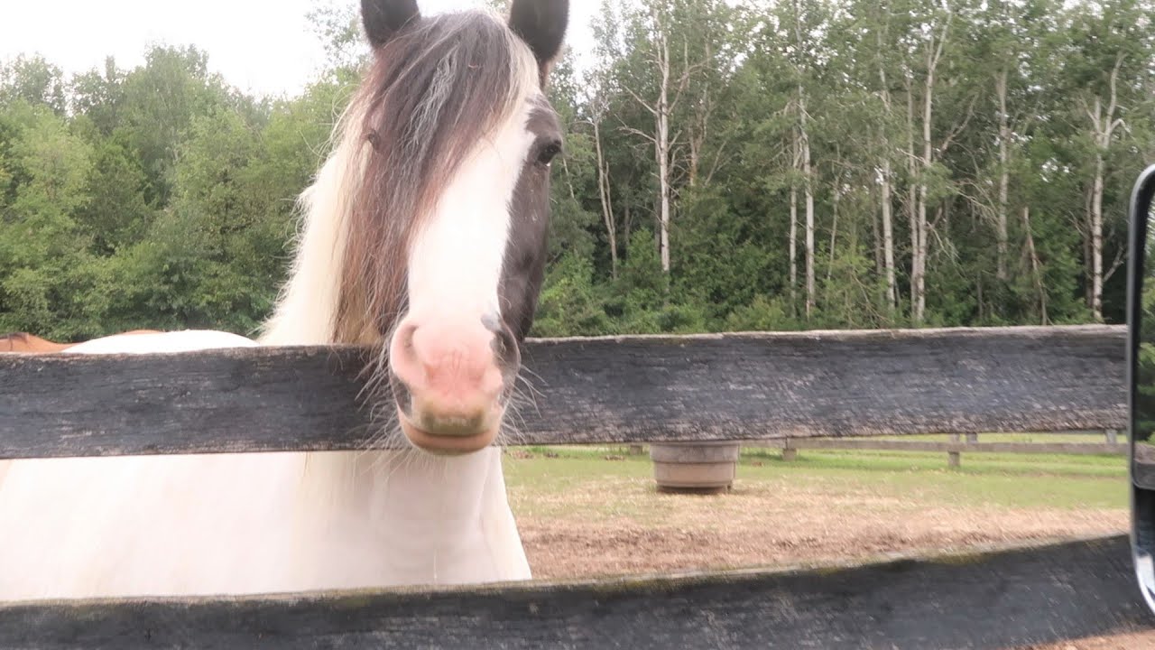 Surprise! It's a Gypsy lol! Day 247 (09/05/20)