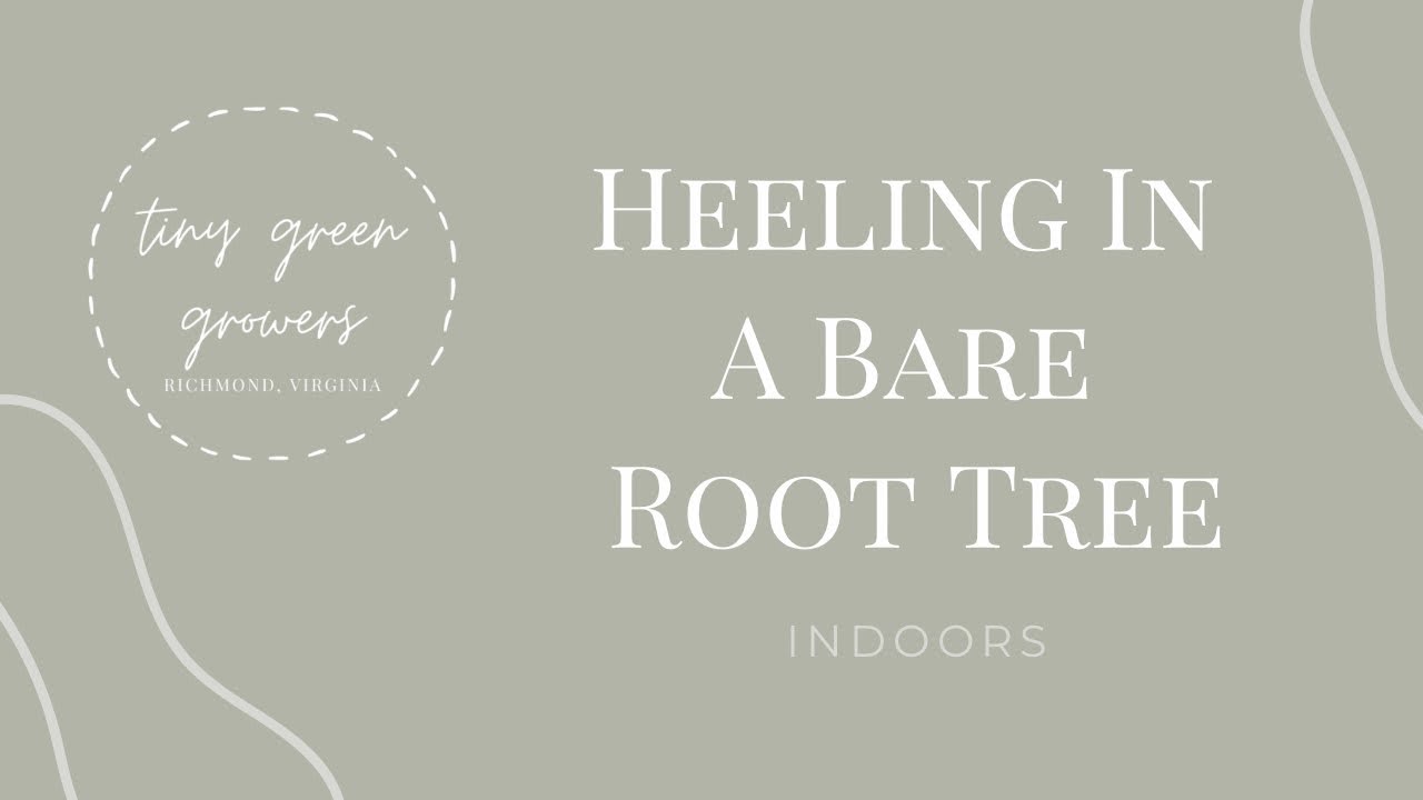 Heeling in a bare root tree indoors