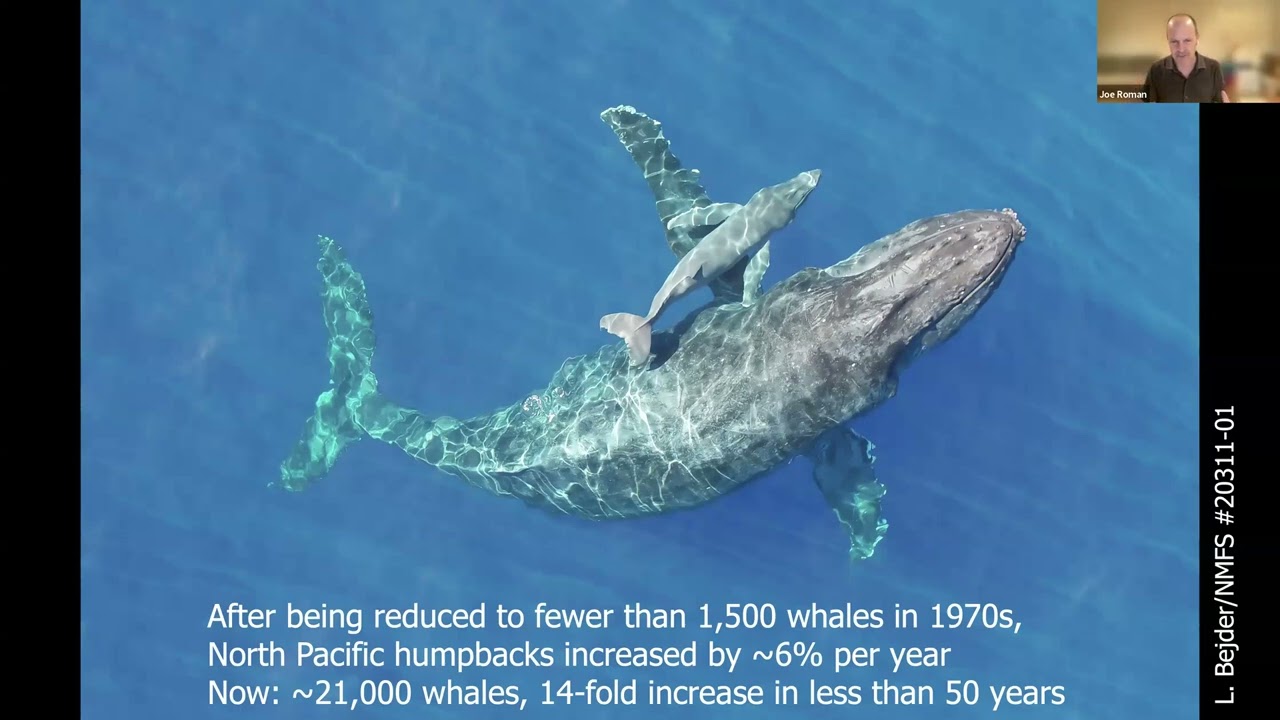 Raising Whales: How Whale Poop Can Help Save the Ocean – Dr. Joe Roman Webinar