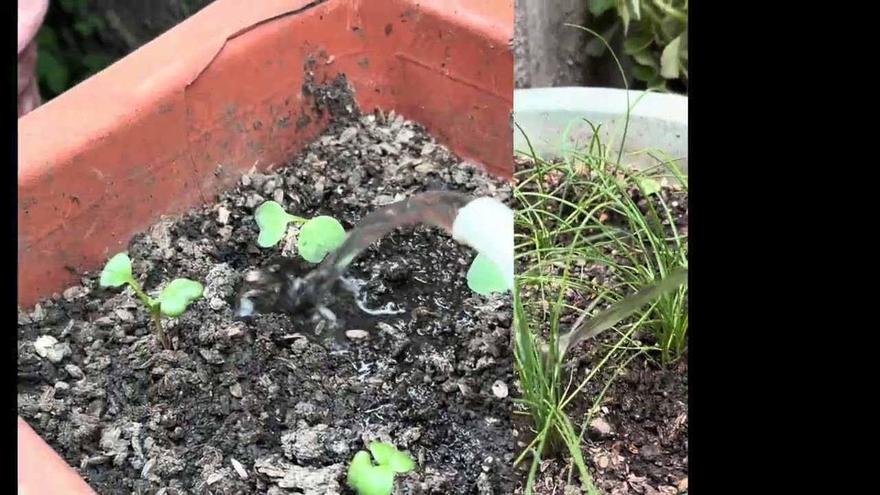2/23午陽普照菜曬的奄奄的⋯午後變涼些給菜澆點肥水😘