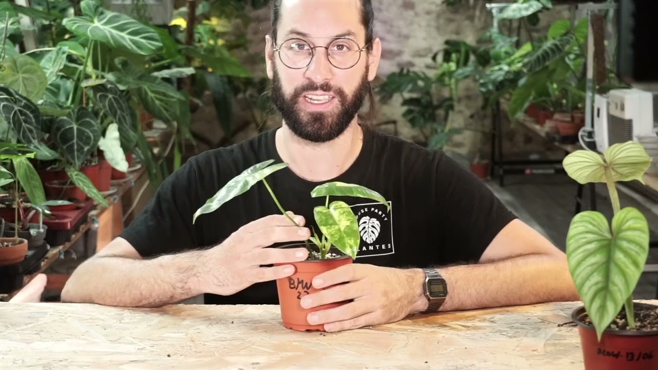 Plantes faciles &agrave; bouturer
