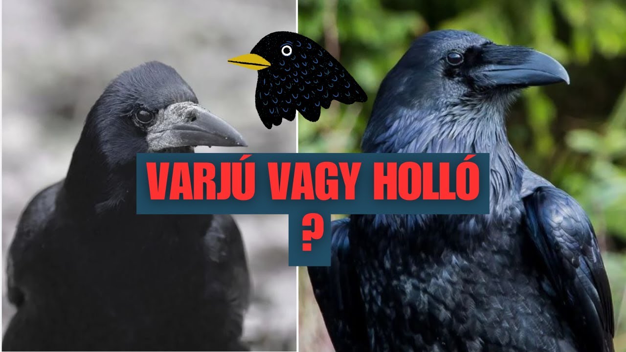 Szarka, cs&oacute;ka, varj&uacute; vagy holl&oacute;? &Iacute;gy k&uuml;l&ouml;nb&ouml;ztesd meg őket!