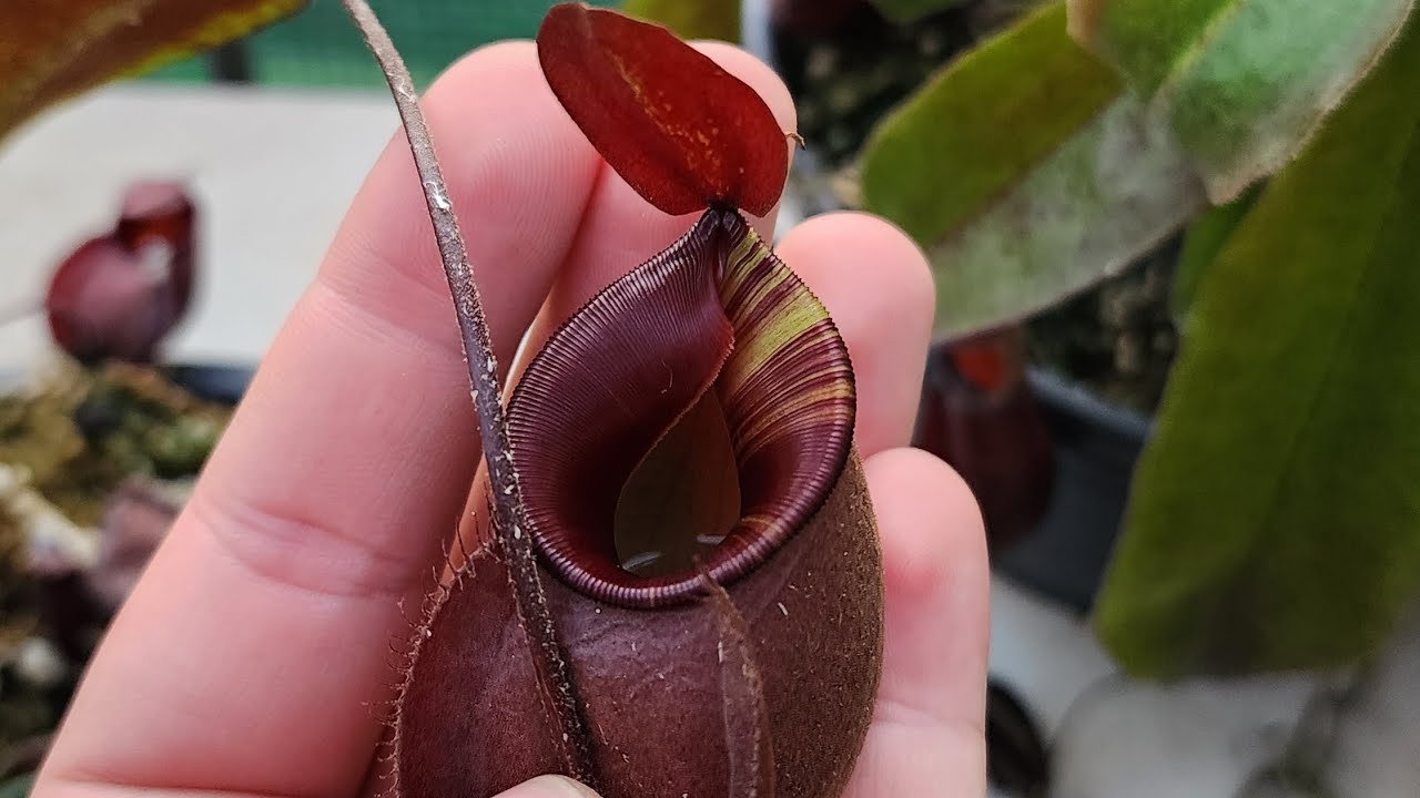 Nepenthes Viking X Ampullaria Black (Plantas Carnívoras ep #11)