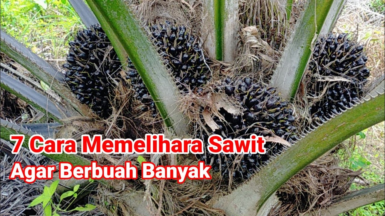 7 Cara Memelihara Sawit Agar Berbuah Banyak
