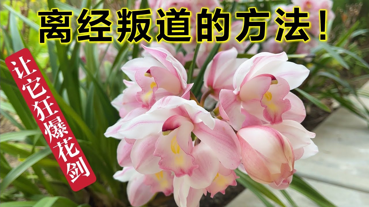 大花蕙兰 一方法轻松复花狂爆花剑！（园艺篇187）