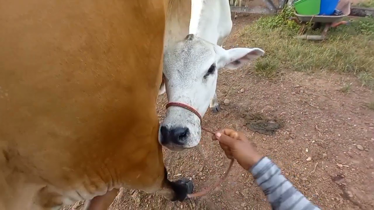A lida de quem tira leite só a pasto - vídeo 01