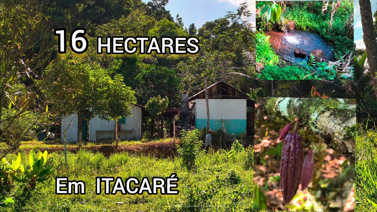 A VENDA 16 HECTARES 400 MIL COM 7 DE CACAU ,NASCENTES AREA PRA PASTO #sítiosavenda