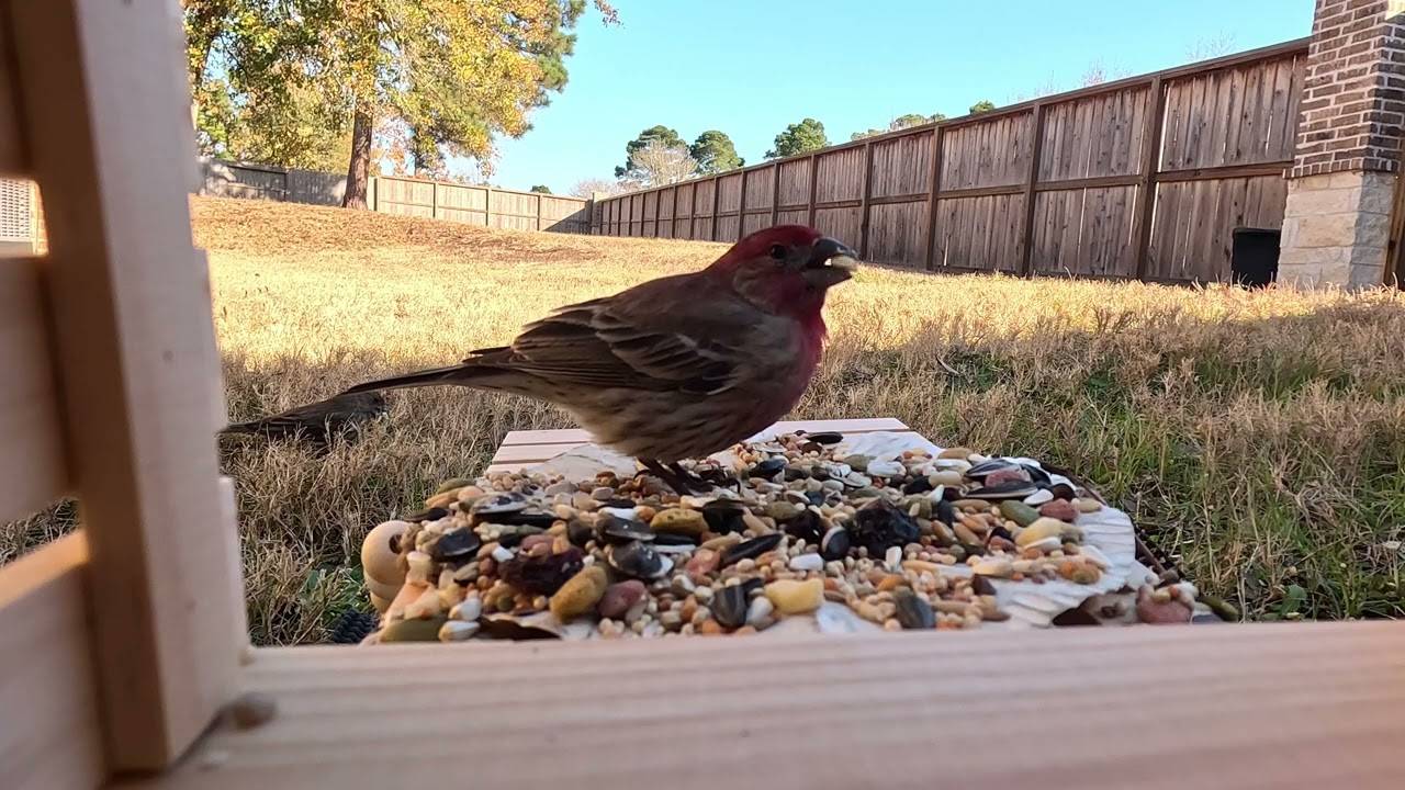 Quiet Backyard Bird Visit | House Finch Feeding