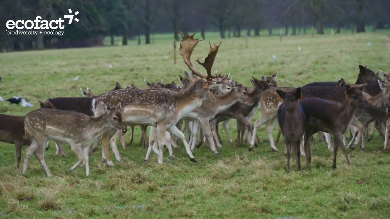 Daniele w Phoenix Park, Dublin, styczeń 2026 r.