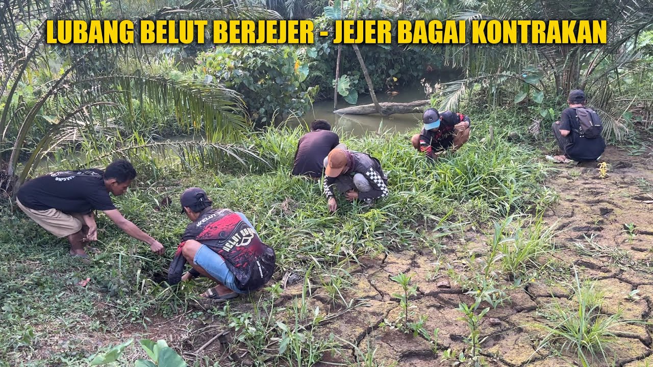 MANCING BELUT DISINI AUTO GACOR