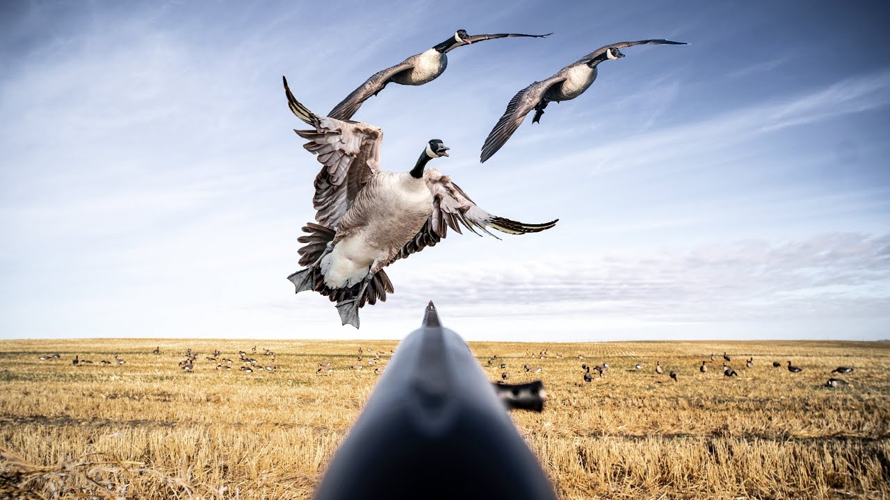4 GUYS 32 BIRDS! FIRST ALBERTA GOOSE HUNT!