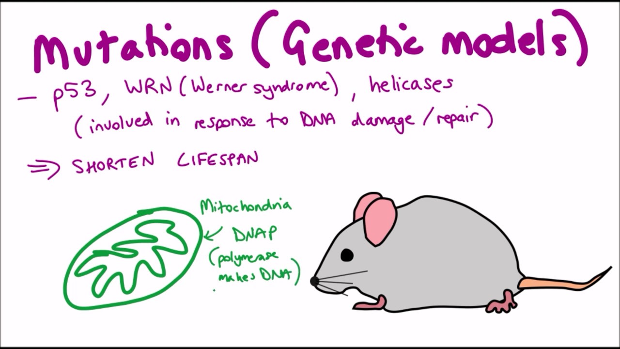 What are the primary causes of aging?