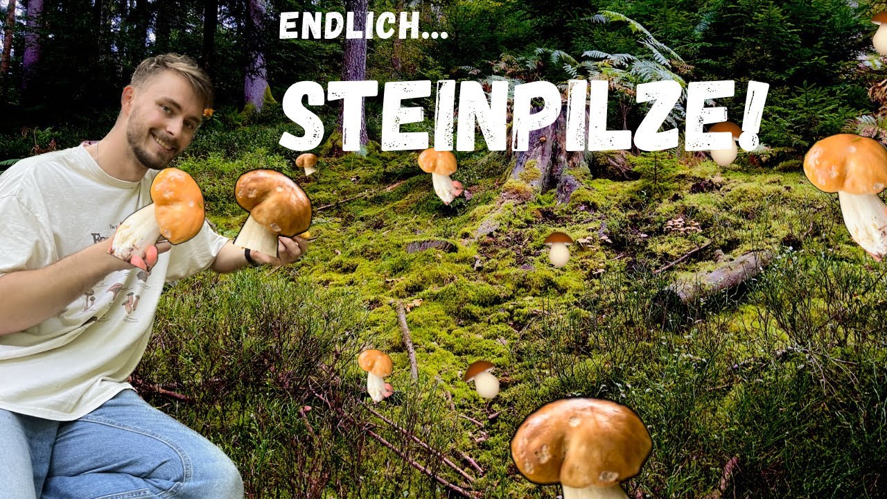 Steinpilz Wahnsinn im Oktober ! Pilze sammeln mit Glücksgefühlen