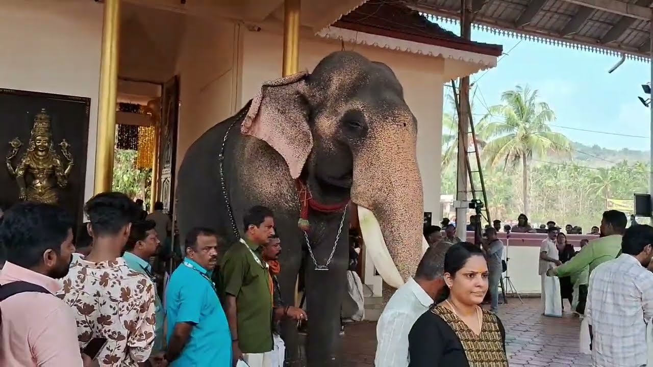 ഉത്രാളി കാവ് പൂരം 2026 എങ്കകാട് പൂരം പുറപ്പാട്... പൂരനായകൻ തിരു അമ്പാടി ചന്ദ്രശേഖരൻ 