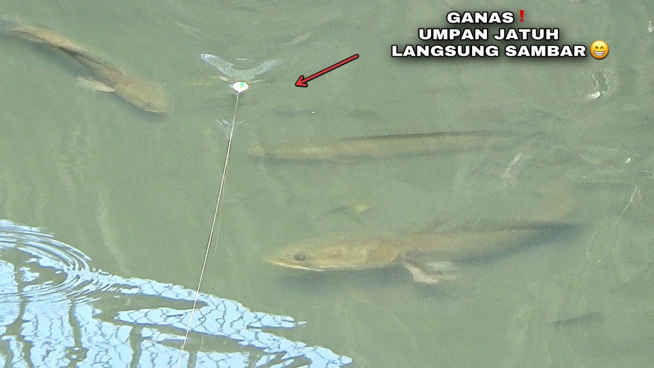 Ngeri Pak..! Mancing Di Sarang Ikan Gabus Monster Umpan Jatuh Sambar Langsung