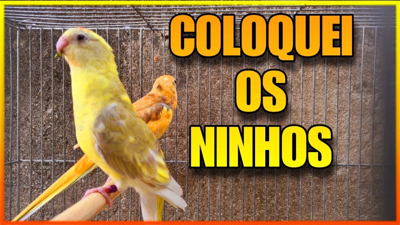 DIA DE COLOCAR OS NINHOS PARA OS RED RUMPED E CALOPSITA