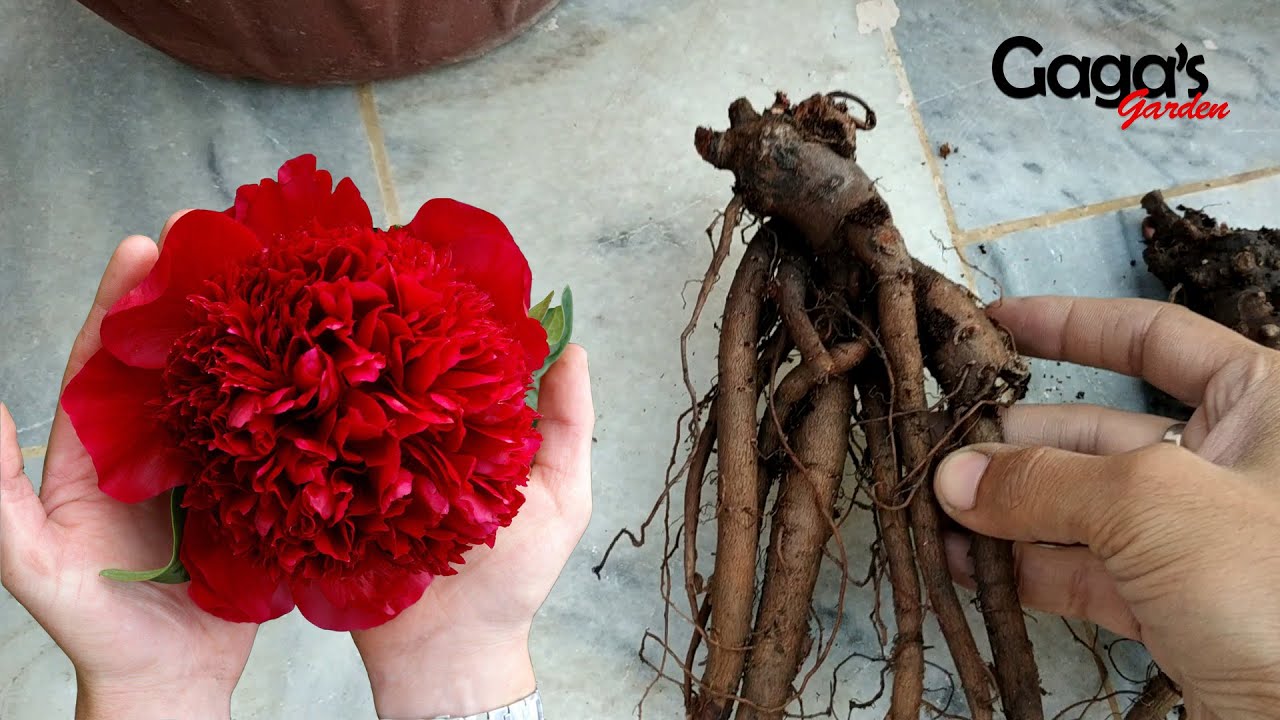 How to Grow Peony Bulb / Tuber / Rhizome | Paeony | Peonies