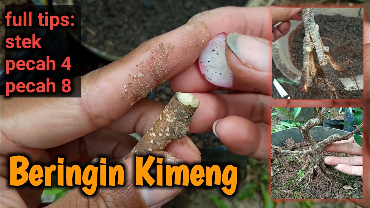 Tips dan Trik Membuat Bonsai Kimeng Mame dari Stek Sampai Pecah 8 | How to Make Ficus Bonsai #bonsai